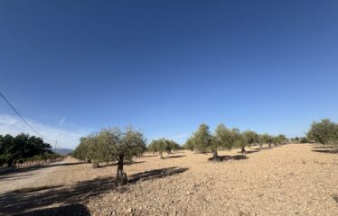 TERRENO EN CAMINO SAX CRT VILLENA KM 4