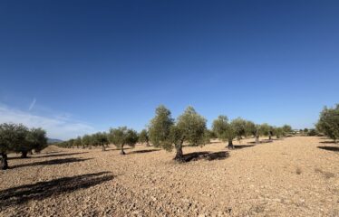 TERRENO EN CAMINO SAX CRT VILLENA KM 4