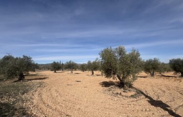 SE VENDE TERRENO EN CRT PINOSO KM 6 UMBRIA LA PAVA