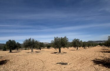 SE VENDE TERRENO EN CRT PINOSO KM 6 UMBRIA LA PAVA